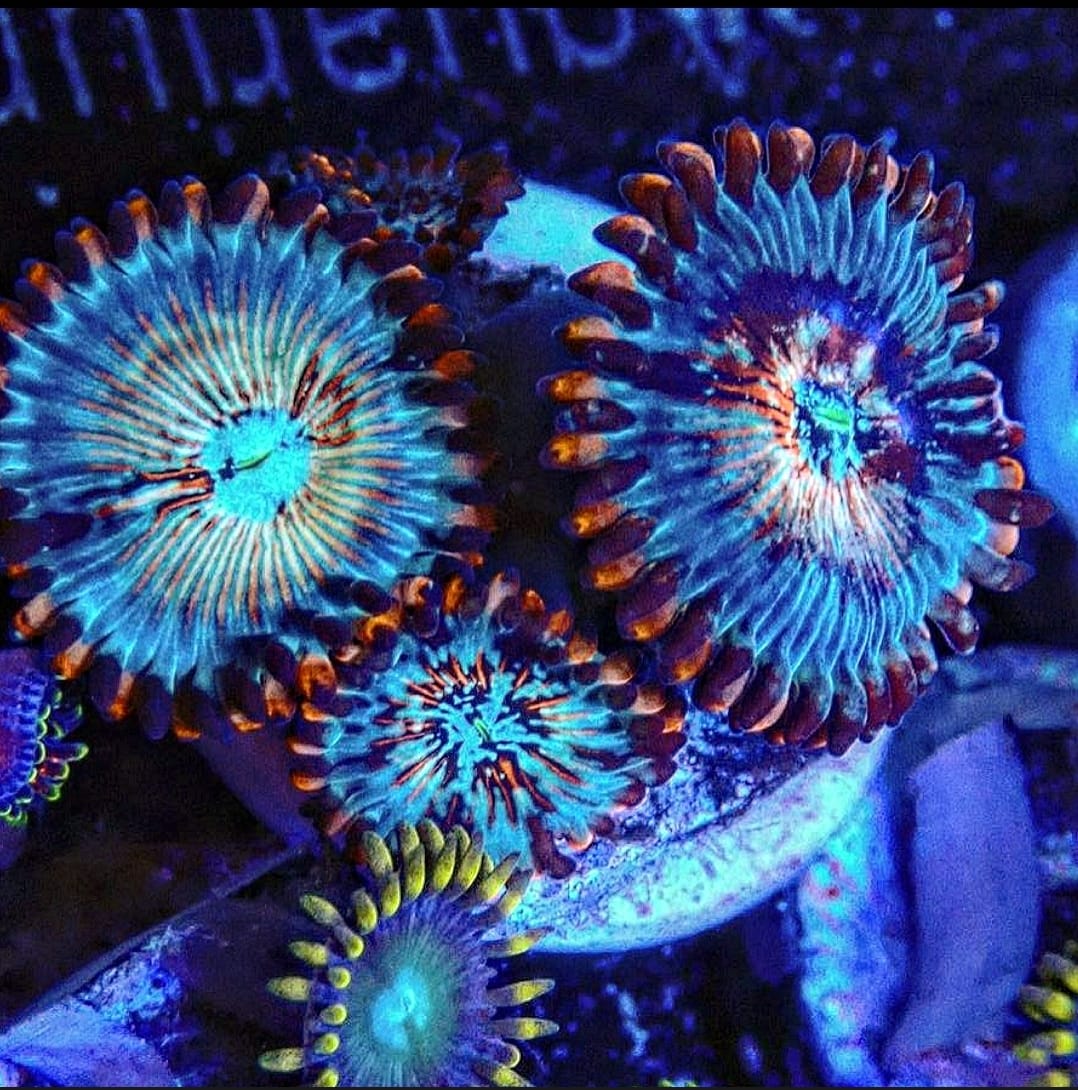 Zoanthids