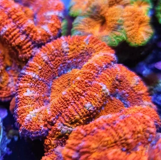 Orange Acans 1